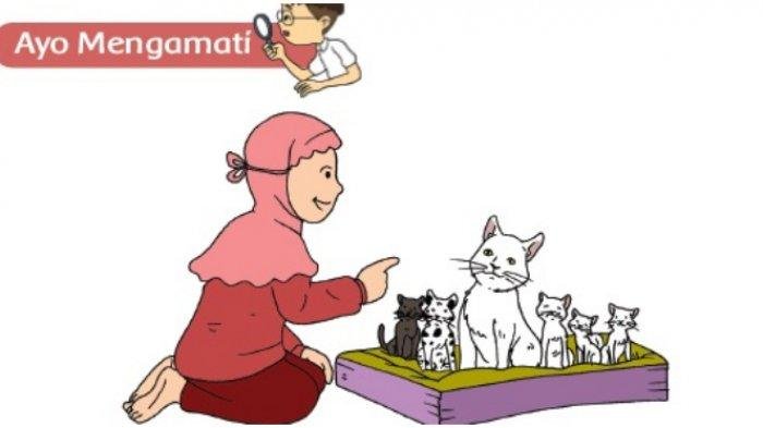 KUNCI JAWABAN Kelas 3 SD Tema 1 Halaman 109 111 114 115 Buku Tematik Siswa Subtema 3 Pembelajaran 2 Pertumbuhan Hewan