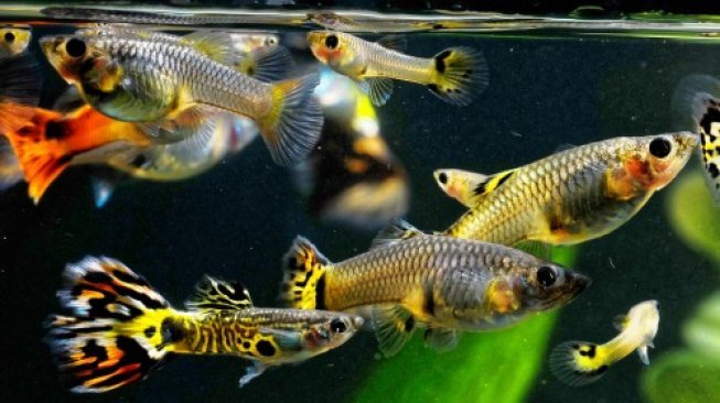 Ikan guppy aneka warna. (Shutterstock) 