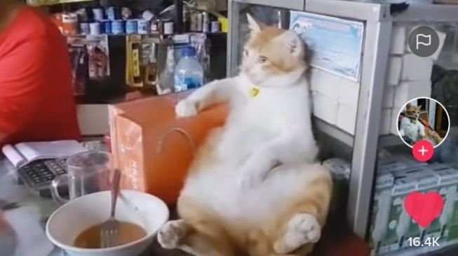 Berasa Bos Warung, Tingkah Kucing Ini Bak Tiada Beban. (Dok: TikTok/@86Cilok)