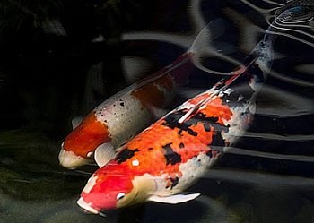 Sumber Daya yang Dibutuhkan dalam Pembenihan Ikan Hias
