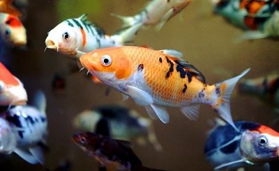 jenis-jenis ikan hias air tawar dan air laut
