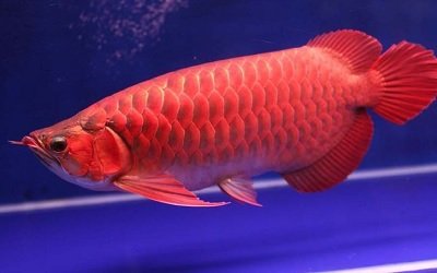 Jenis-Jenis Ikan Hias