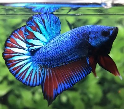 macam-macam ikan hias dan ciri-cirinya