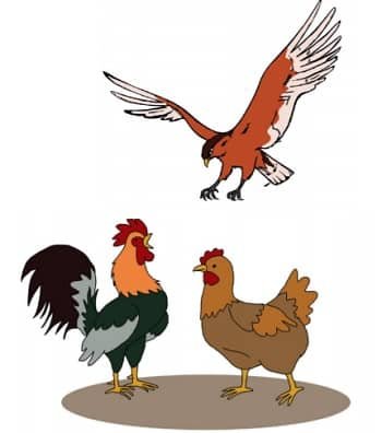 Ayam jantan, Ayam betina, dan Elang sedang berkumpul bersama