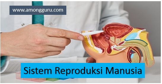 Contoh Soal Uraian Sistem Reproduksi Manusia SMP/MTs 