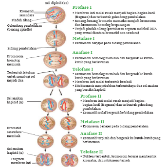 Fase Pembelahan Meiosis