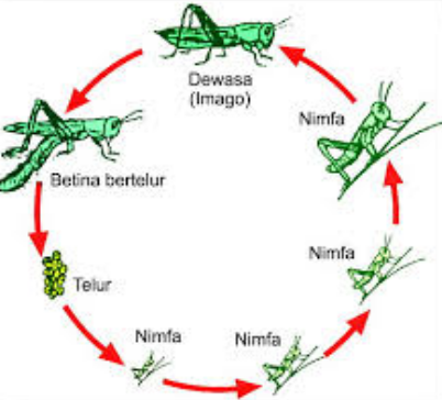 Metamorfosis belalang