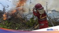 4-hektare-lahan-di-batang-hari-terbakar-petugas-berjibaku-padamkan-api-1787308334720_169.jpeg
