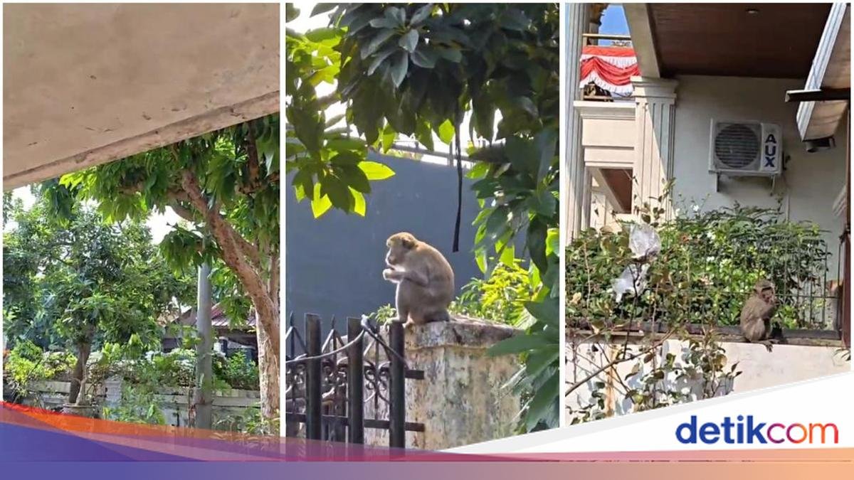 monyet-ekor-panjang-berkeliaran-di-rumah-warga-lampung-1788011779053_169.jpeg